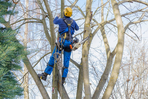 How Our Tree Care Process Works  in  Oakbrook, KY