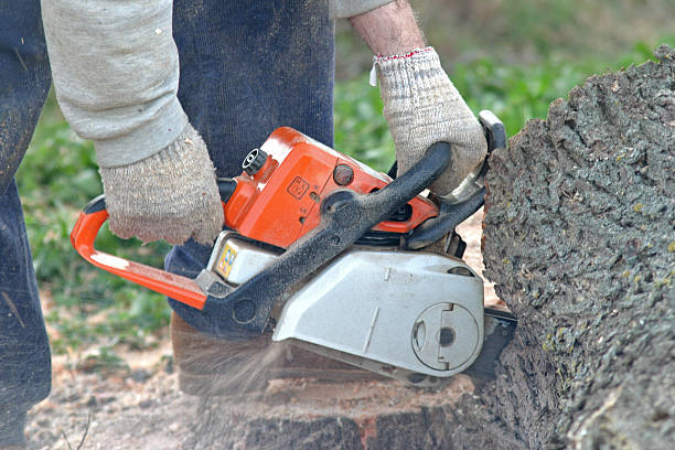 Professional Tree Care in Oakbrook, KY